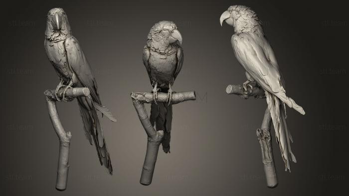 Статуэтки птицы Cuban Macaw